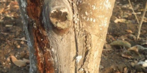 Zečevi su grizli koru jabuke: šta da se radi